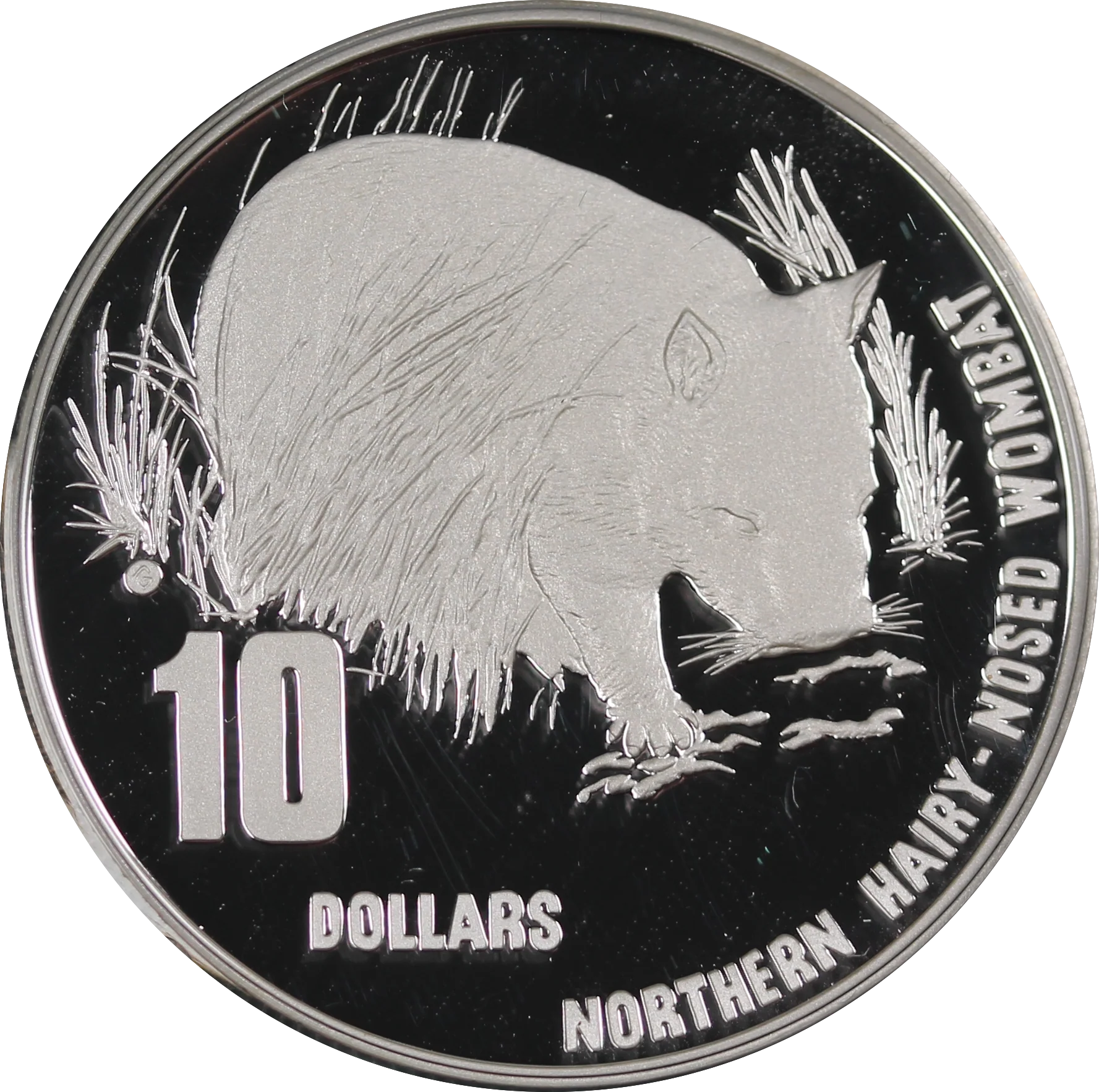 1998 Australia's Endangered Species Northern Hairy-Nosed Wombat $10 Silver Piedfort Coin - Image 2