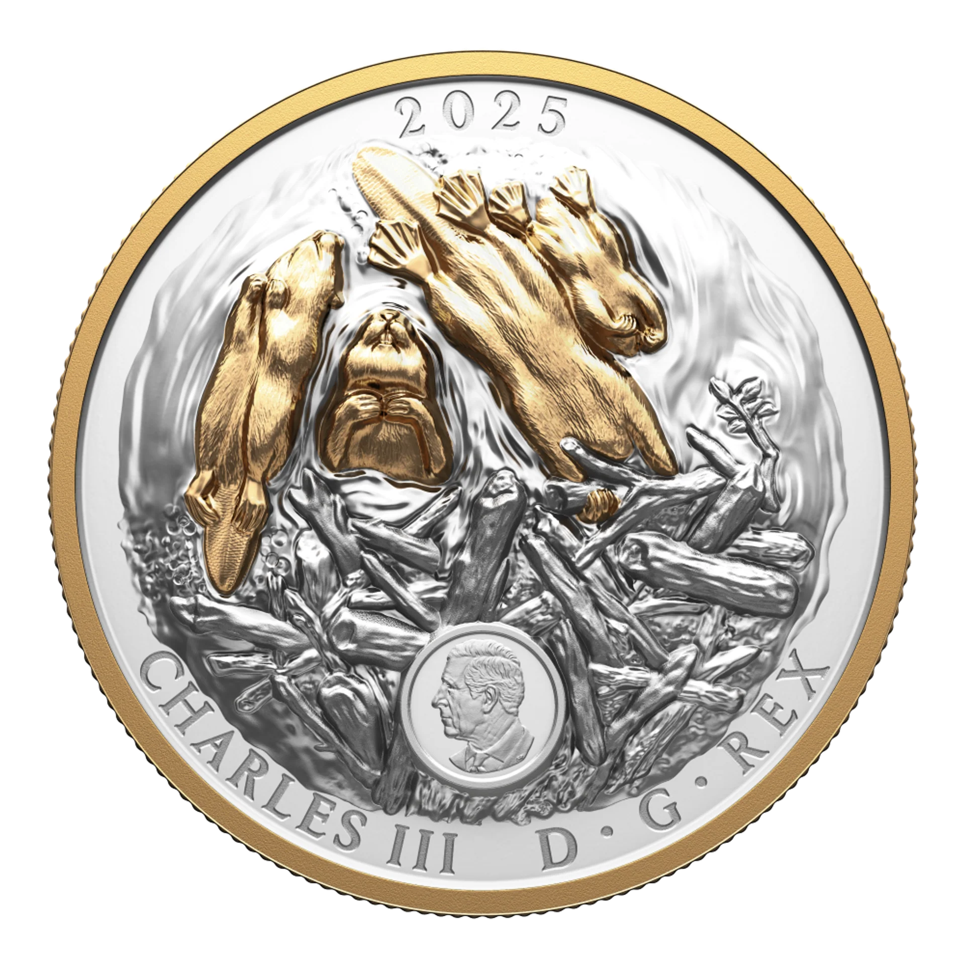2025 Canada $50 Fine Silver Coin - Canadian Symbol: The Beaver - Image 3