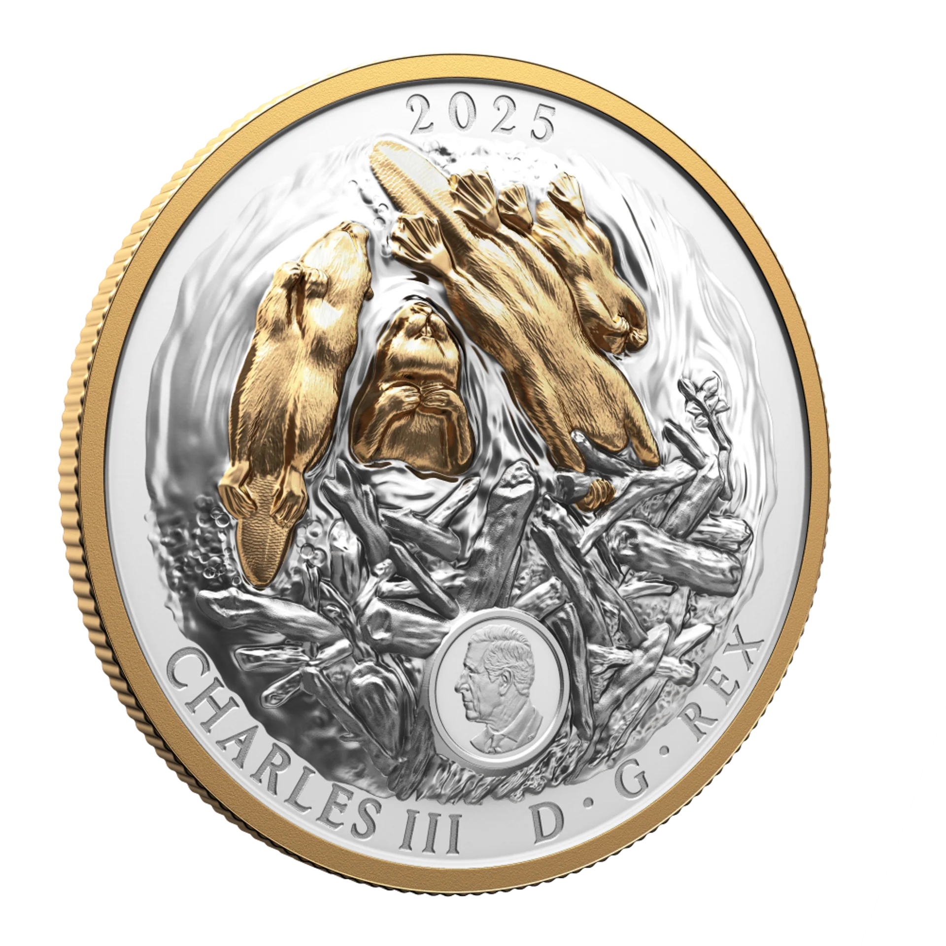 2025 Canada $50 Fine Silver Coin - Canadian Symbol: The Beaver - Image 4